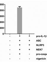 Reconstruction of the Mouse Inflammasome System in HEK293T Cells