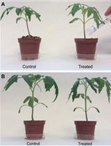 Putrescine Biosynthesis Inhibition in Tomato by DFMA and DFMO Treatment