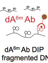 Identification of Methylated Deoxyadenosines in Genomic DNA by dA6m DNA Immunoprecipitation
