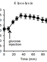 Determination of the Glycolysis and Lipogenesis in Culture of Hepatocytes