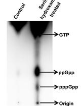Determination of (p)ppGpp Levels During Stringent Response in Streptomyces coelicolor by Thin Layer Chromatography