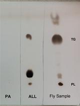 Fat Turnover Assay in <em>Drosophila</em>