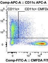 Phagocytosis Assay to Measure Uptake of Necroptotic Cancer Cells by BMDCs
