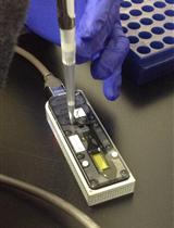 Sequencing of Ebola Virus Genomes Using Nanopore Technology