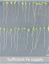 Hydrogen Peroxide Measurement in Arabidopsis Root Tissue Using Amplex Red