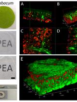 PEA-CLARITY: Three Dimensional (3D) Molecular Imaging of Whole Plant Organs