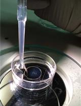 使用 MitoSOX 和 CellROX 在斑马鱼中检测活性氧类