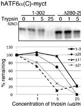 Trypsin Sensitivity Assay to Study the Folding Status of Proteins