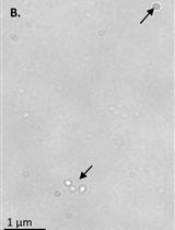 Measurement of Cellular Copper in Rhodobacter capsulatus  by Atomic Absorption Spectroscopy 