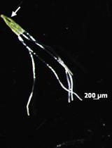 Cytohistological Analyses of Mega-sporogenesis and Gametogenesis  in Ovules of Limonium spp.