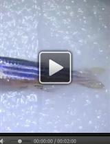 Allogeneic Transplantation of Testicular Hyperplasia in rag1 Mutant Zebrafish