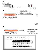 病毒感染细胞中IRF3被Caspase-8依赖性蛋白水解的生化分析