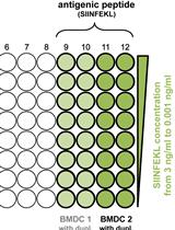 Evaluation of Cross-presentation in Bone Marrow-derived Dendritic Cells <em>in vitro</em> and Splenic Dendritic Cells <em>ex vivo</em> Using Antigen-coated Beads