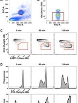 Analysis of Phagosomal Antigen Degradation by Flow Organellocytometry