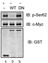 In vitro Dephosphorylation Assay of c-Myc