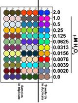Determination of H2O2 Generation by pHPA Assay