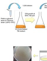通过自然竞争法转化栖热菌属细胞