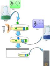 Cell-to-cell DNA Transfer among Thermus Species