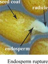 Arabidopsis Seed Germination Assay with Gibberellic Acid