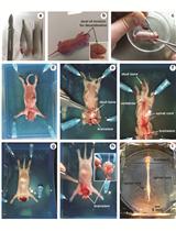 In vitro Brainstem-spinal Cord Preparation from Newborn Rat