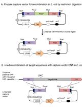 Transfer of Large Contiguous DNA Fragments onto a Low Copy Plasmid or into the Bacterial Chromosome