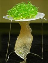 植物组织中的硝酸盐含量测定