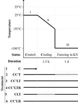 Cryopreservation Protocol for Chlamydomonas reinhardtii