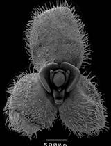 Documentation of Floral Secretory Glands in Pleurothallidinae (Orchidaceae)  Using Scanning Electron Microscopy (SEM)