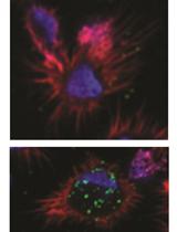 Quantitative Measurements of HIV-1 and Dextran Capture by Human Monocyte-derived Dendritic Cells (MDDCs)