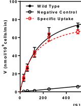 Uptake Assay for Radiolabeled Peptides in Yeast