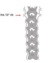 Microinjection of Virus into Lumbar Enlargement of Spinal Dorsal Horn in Mice