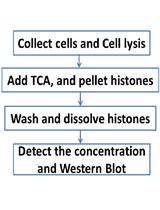 Acid Extraction of Total Histone from Colon Cancer HCT116 Cells