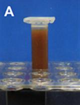 Identification of Proteins Interacting with Genomic Regions of Interest <em>in vivo</em> Using Engineered DNA-binding Molecule-mediated Chromatin Immunoprecipitation (enChIP)