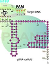 Targeted Gene Mutation in Rice Using a CRISPR-Cas9 System