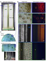 Fusarium graminearum Maize Stalk Infection Assay and Associated Microscopic Observation Protocol