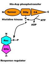 In vitro Autophosphorylation and Phosphotransfer Assay of Cyanobacterial Histidine Kinase 2