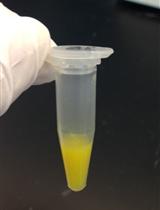 Preparation of Purified Gram-positive Bacterial Cell Wall and Detection  in Placenta and Fetal Tissues
