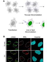 DNA Damage Induction by Laser Microirradiation