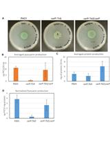 Pyocyanin Extraction and Quantitative Analysis in Swarming Pseudomonas aeruginosa