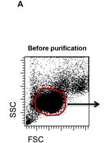 Lymphocyte Isolation, Th17 Cell Differentiation, Activation, and Staining