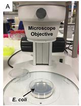 Intracellular Assessment of ATP Levels in Caenorhabditis elegans