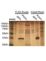 Tandem Purification of His6-3x FLAG Tagged Proteins for Mass Spectrometry from Arabidopsis