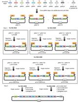 基于Golden Gate法的CRISPR/Cas9多重gRNA表达阵列组装方案