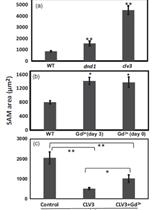 Shoot Apical Meristem Size Measurement