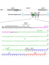Efficient AAV-mediated Gene Targeting Using 2A-based Promoter-trap System