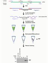 Affinity Pulldown of Biotinylated RNA for Detection of Protein-RNA Complexes