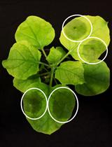 使用马铃薯X病毒（PVX）感染本氏烟植物