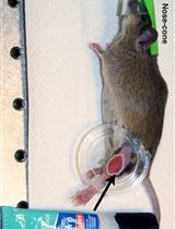 Quantitative 3D Time Lapse Imaging of Muscle Progenitors in Skeletal Muscle of Live Mice