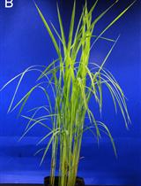 用不同病原体接种水稻：纹枯病(立枯丝核菌)、猝倒病(禾生腐霉菌)和大麦白粉病(大麦白粉病菌)