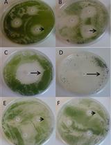 Antibiotic Disc Assay for Synechocystis sp. PCC6803